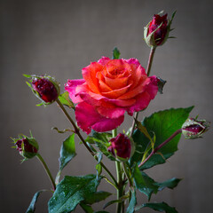 Red rose with buds on a dark background