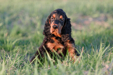 Gordon Setter puppy in the grass