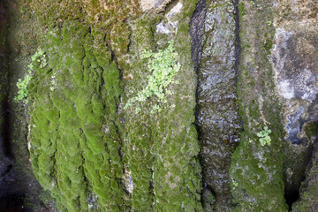 green moss on the waterway of a water source
