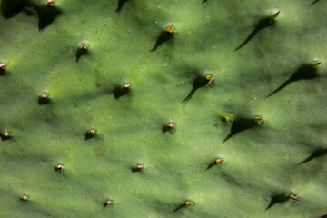 prickly pear thorns on a green leaf