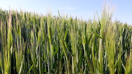 Ackerbau, Anbau von Getreide, Mais und Korn auf dem Land