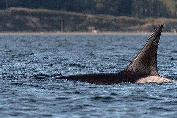 Killer whale dorsel fin above the surface of the Salish Sea in British Columbia in Canada