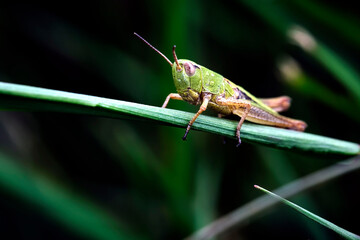 Gemeiner Grashüpfer ( Chorthippus parallelus ).