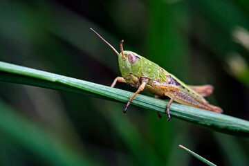 Gemeiner Grashüpfer ( Chorthippus parallelus ).