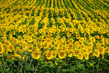 Sonnenblumenfeld Landschaft