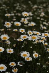 Daisies summer sunny weather flowers