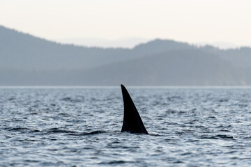 Fototapeta premium Killer whale dorsel fin above the surface of the Salish Sea in British Columbia in Canada