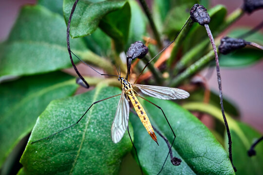 Gefleckte Wiesenschnake ( Nephrotoma appendiculata ).
