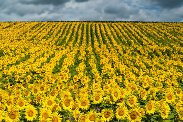 Sonnenblumenfeld Landschaft