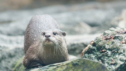 水から上がったばかりのコツメカワウソ