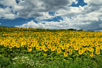 Fototapeta premium Sonnenblumenfeld Landschaft