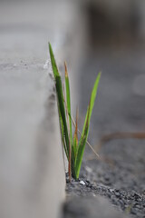 green grass with water drops