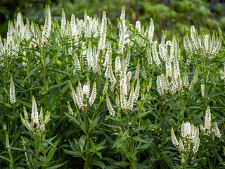 Veronica longifolia First Lady with white flower spikes in a garden