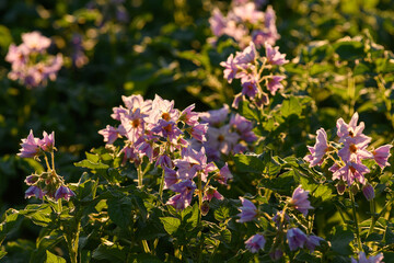 potato flowers