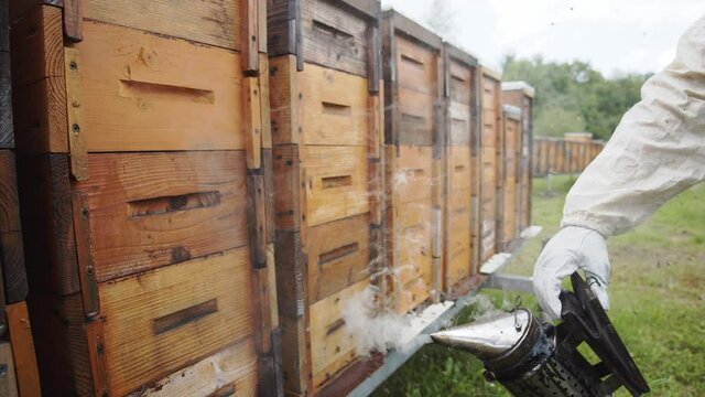 Beekeeper doing fumigation with smoke tool on wooden hives to calm the honey bees. Apiarist at work. Beekeeping rural business.
