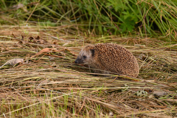 hedgehog in the grass © dromanov