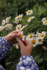 daisy in the hands