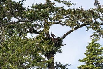 Bald eagle sitting on it's nest in a big tree in Canada calling out for it's mate 