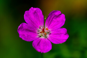 Storchschnabel violette Blüte