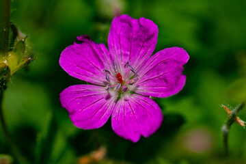 Storchschnabel violette Blüte