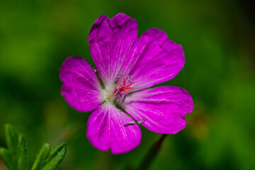 Fototapeta premium Storchschnabel violette Blüte