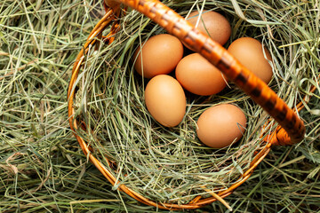 Basket with chicken eggs in the hay.