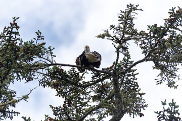 Bald eagle sitting in the treetops pruning it's feathers and looking down