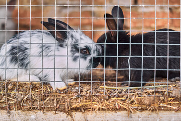 Two rabbits in a cage. Black and white rabbit are sitting on the hay behind bars. Against the background of a brick wall.
