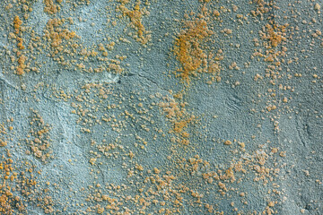 A concrete wall covered with yellow moss as a background.