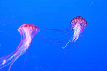 水中をゆっくり泳ぐ美しいアカクラゲ