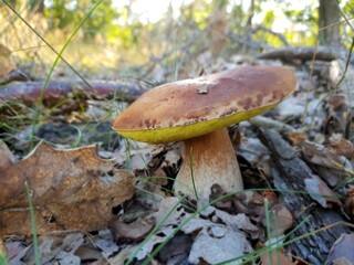Bay bolete - Imleria badia edible mushroom in a forest