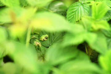 Camouflaged tree frog in a raspberry