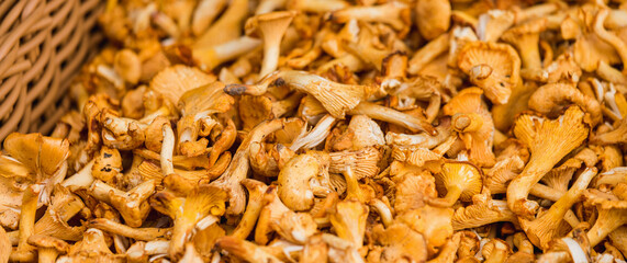 Forest mushrooms at the farmers market