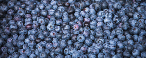 Blueberry close up. Berry background.