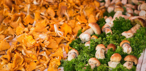 Forest mushrooms at the farmers market