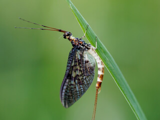 European Green Drake - Ephemera danica