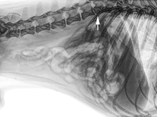 X-ray of the sideview of the abdomen of a dog with hemivertebrae a congenital condition where one...