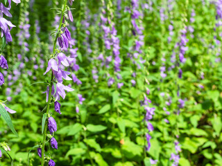 violet bellflower and blurred plantation of bellflowers on background on sunny summer day (focus on the left flower on foreground)
