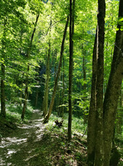 Obraz premium Panorama shot in forrest with lush green trees in Switzerland. O
