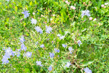 flowering chicory plant at green meadow on sunny summer day (focus on flowers on foreground)
