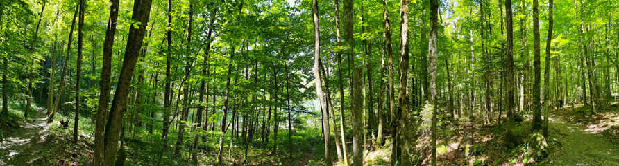 Panorama shot in forrest with lush green trees in Switzerland. O
