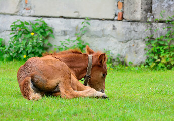 Moldy foal greedily grazes in the pasture