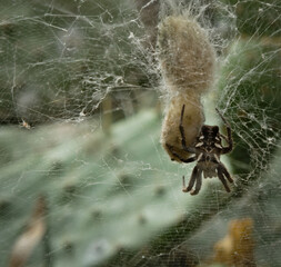 Spider wrapping its prey inside a spider web