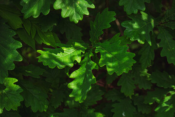 Fototapeta na wymiar Green leaves close-up among sun shade. Background for design.