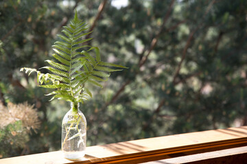 Fern leaves in a transparent vase bottle stand on an old wooden windowsill against the background of a green garden. Spring and summer rural landscape.