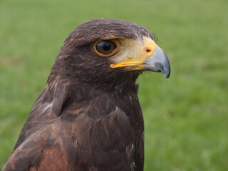 Head and chest of a Falcon with closed beak, side view with blurred green background