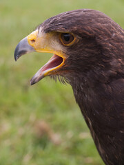 Falcon with open beak, screaming, side view with blurred green background