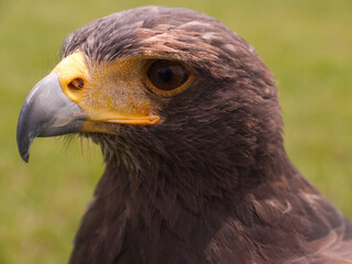 Head of a Falcon with closed beak, side view with blurred green background