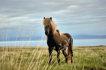 ISL - ICELANDIC HORSE