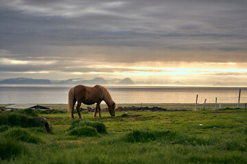 ISL - ICELANDIC HORSE